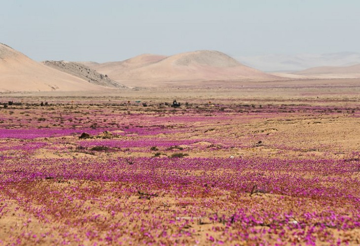 El “milagro” de las flores de Atacama, bajo la amenaza del cambio climático