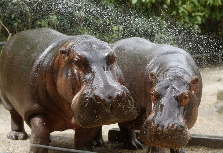 hipopótamos de escobar-esterilización
