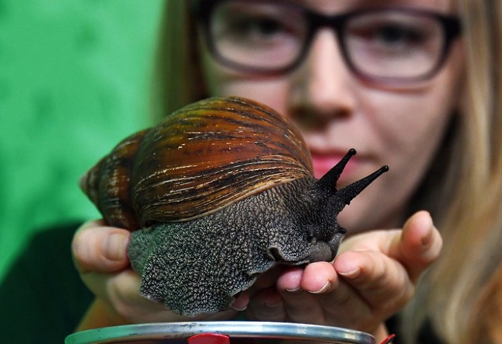 Florida erradica el dañino caracol africano gigante de tierra