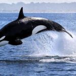 Los Orcas