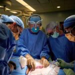 Médicos consiguen trasplantar un riñón de cerdo a un humano en Nueva York