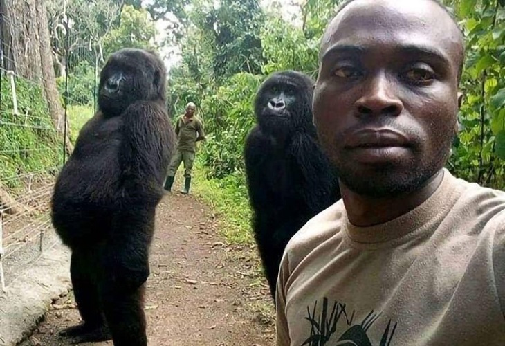 Muere Ndakasi, la gorila del selfie, en el parque congoleño de Virunga