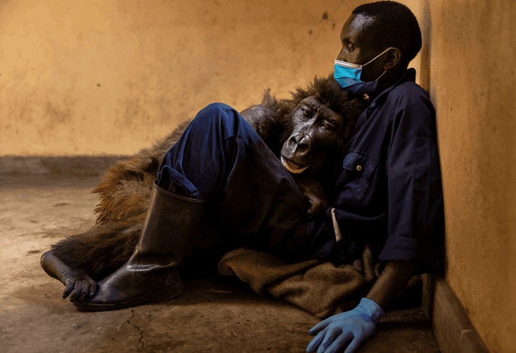 Muere Ndakasi, la gorila del selfie, en el parque congoleño de Virunga
