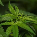 cannabis- Panamá legaliza el uso medicinal y terapéutico del cannabis--