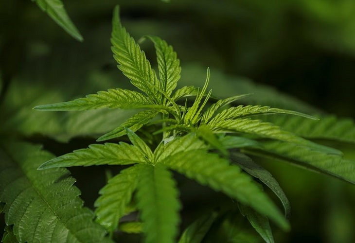 Panamá legaliza el uso medicinal y terapéutico del cannabis--