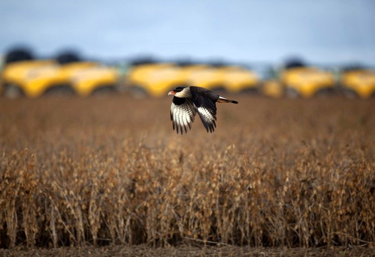 Suramérica acaparará el 55 % de la producción global de soja en la campaña 2021/2022