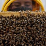 Un superalimento desarrollado en Colombia protege a las abejas de pesticidas