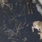 No aparecen los perros podenco que están atrapados en La Palma