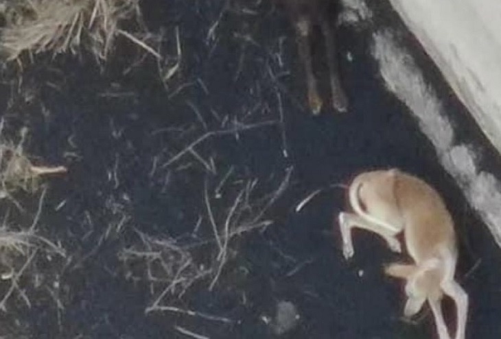 No aparecen los perros podenco que están atrapados en La Palma
