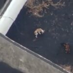 Planean inédito rescate de 4 perros en Todoque, en una operación de 5 minutos