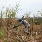 Brasil recogerá su menor cosecha de caña de azúcar en diez años por el mal clima