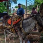 Burros para el transporte, la vuelta a una realidad ancestral en Venezuela