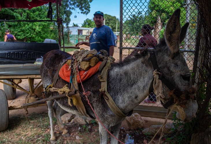 Burros para el transporte, la vuelta a una realidad ancestral en Venezuela