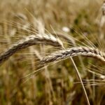China y los efectos de la pandemia encadenan precios récord en los cereales