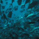 Costa Rica fracasa en proteger las especies marinas, afirma ambientalista
