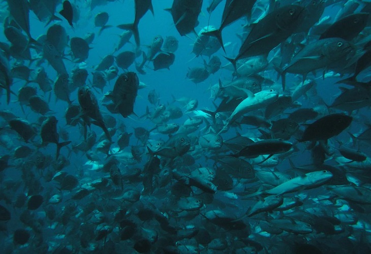 Costa Rica fracasa en proteger las especies marinas, afirma ambientalista