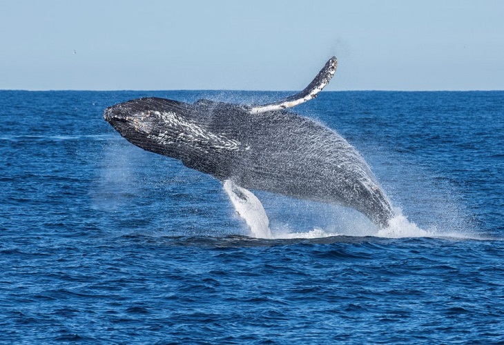 Descubren que las ballenas son cruciales para la salud del ecosistema marino