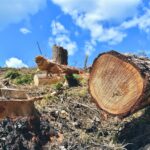 El Gobierno brasileño reitera su compromiso de acabar con la tala ilegal en 2028