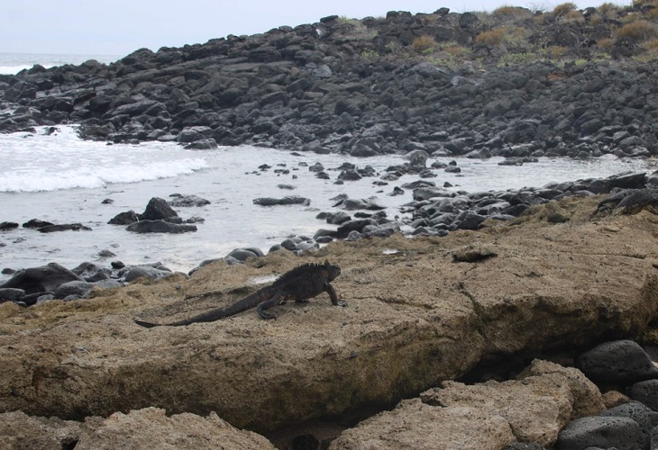 Galápagos el archipiélago donde convergen la conservación y el turismo