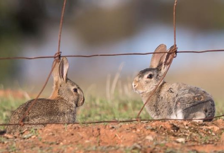 Especies invasoras amenazan con extinguir flora y fauna australiana en 2050
