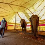 Francia prohíbe por ley animales salvajes en los circos y granjas de visón