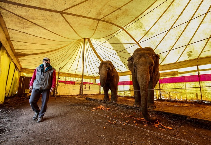 Francia prohíbe por ley animales salvajes en los circos y granjas de visón
