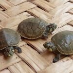 Guarderías y padrinos para preservar a las tortugas de la Amazonía boliviana