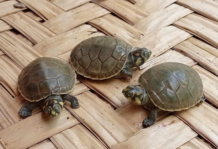 Guarderías y padrinos para preservar a las tortugas de la Amazonía boliviana
