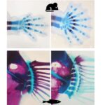 Las aletas de peces y los dedos humanos se forman mediante genética similar