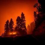 Los incendios de California han quemado miles de las gigantescas secuoyas