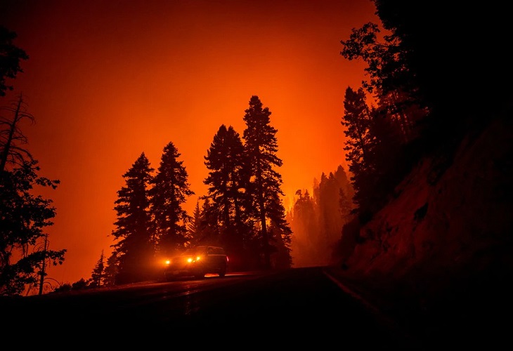 Los incendios de California han quemado miles de las gigantescas secuoyas