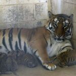 Nacen cuatro cachorros de tigre de bengala en un zoo del norte de México