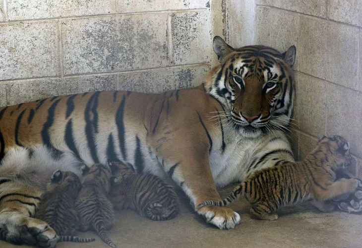 Nacen cuatro cachorros de tigre de bengala en un zoo del norte de México