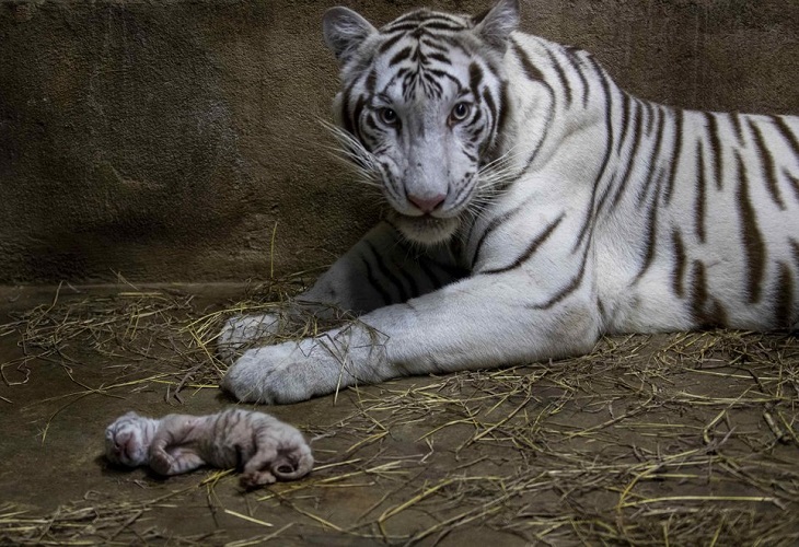 Nacen tres crías de tigre de bengala en el Zoo de Managua