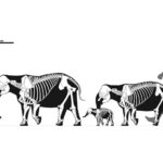 Una vida tranquila, el secreto de la longevidad del elefante enano de Sicilia