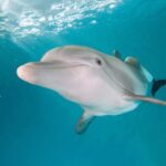 Winter, la delfín que inspiró Dolphin Tale, tiene un memorial en Florida