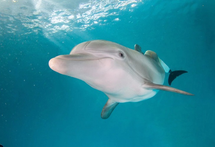 Winter, la delfín que inspiró “Dolphin Tale”, tiene un memorial en Florida