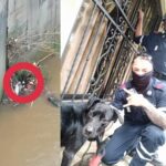 Rescate de perrito por parte de Bomberos en Estación Acevedo