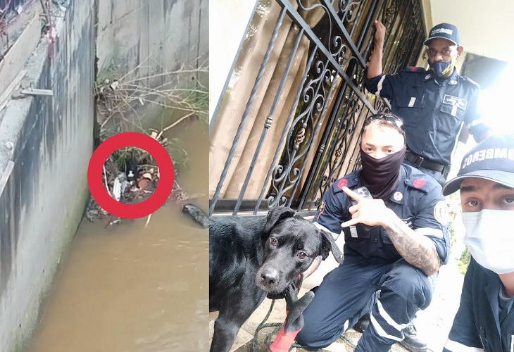 Rescate de perrito por parte de Bomberos en Estación Acevedo