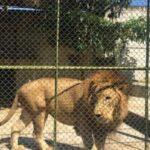 León del turicentro Santa Isabel mató a su cuidador Santos Esquivel