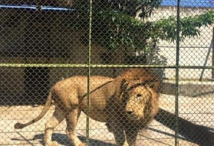 León del turicentro Santa Isabel mató a su cuidador Santos Esquivel