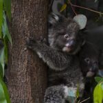 Australia presenta cientos de cargos por crueldad animal por muerte de koalas