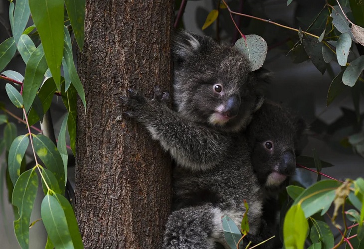 Australia presenta cientos de cargos por crueldad animal por muerte de koalas
