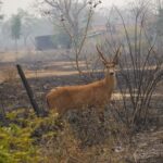 Casi 17 millones de vertebrados murieron en el incendio del Pantanal, Brasil