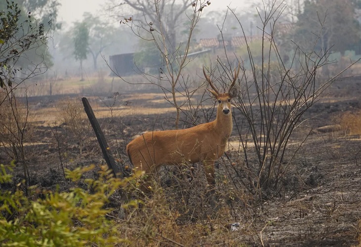 Casi 17 millones de vertebrados murieron en el incendio del Pantanal, Brasil