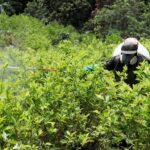 Colombia ha erradicado 103.100 hectáreas de coca en lo que va de 2021