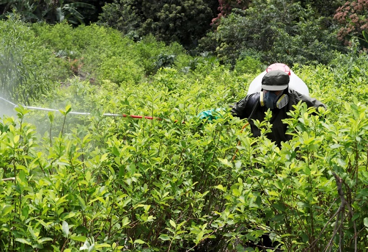 Colombia ha erradicado 103.100 hectáreas de coca en lo que va de 2021