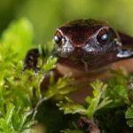 Descubierta una nueva especie de rana diminuta en Ecuador