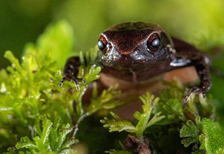 Descubierta una nueva especie de rana diminuta en Ecuador
