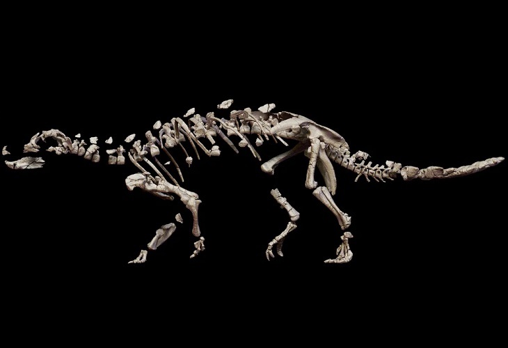 Descubren en Chile una nueva y enigmática especie de dinosaurio acorazado